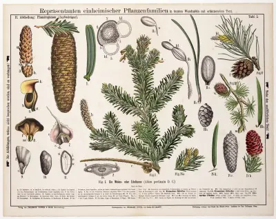 Abies pectinata ; Abies alba ; zilverspar av Hermann Zippel