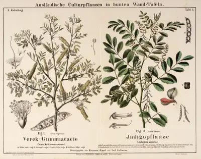 Acacia Verek, Indigofera tinctoria ; akacia, indigo av Hermann Zippel