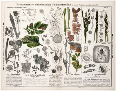Achlya lignoica. Peronspora infestans. Mucor mucedo. Puccinia graminis. Ustilago carbo. Empusa muscae av Hermann Zippel
