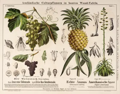 Ananassa sativa. Agave americana. Vitis vinifera (ananas, agave, druva) av Hermann Zippel