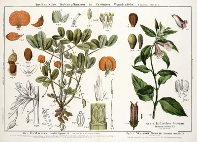 Arachis hypogaea. Sesamum indicum. Sesamum orientale ; aardnootstruik, sesamkruid, sesam av Hermann Zippel