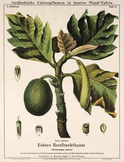 Artocarpus incisa (brödfruktträd) av Hermann Zippel