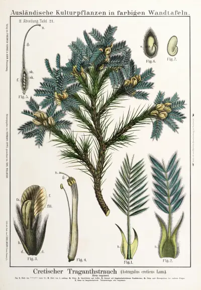 Astragalus creticus ; peul av Hermann Zippel