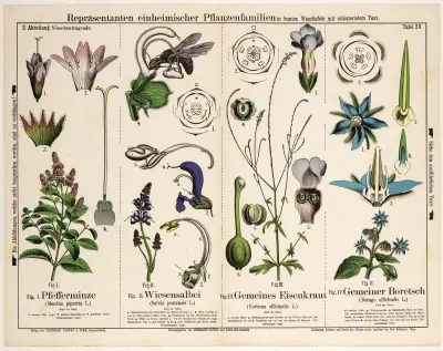 Borago officinalis, Mentha piperita, Salvia pratensis, Verbena officinalis av Hermann Zippel