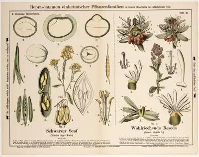 Brassica nigra Koch, Reseda odorata L. ; zwarte mosterd, tuinreseda av Hermann Zippel