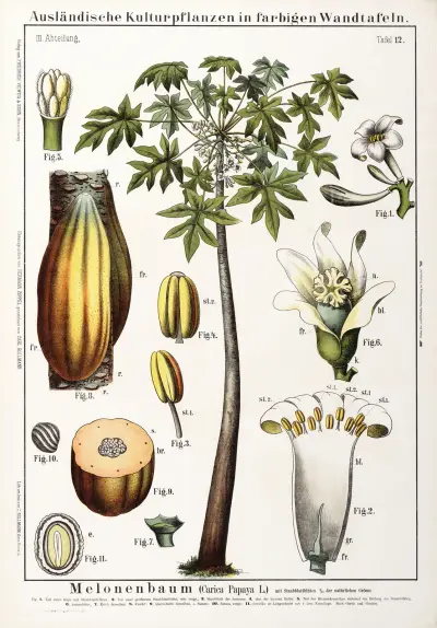 Carica papaya (papaja) av Hermann Zippel