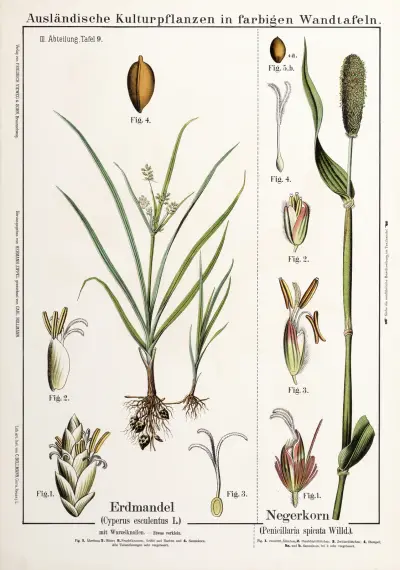 Knolcyperus, Egyptisk hirs av Hermann Zippel