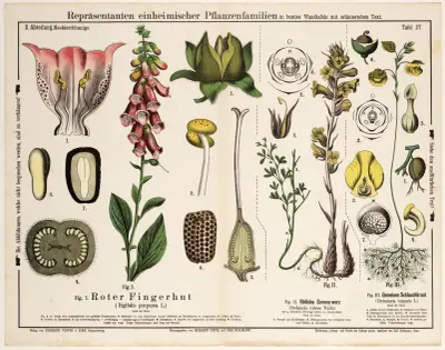 Digitalis purpurea, Orobanche rubens, Utricularia vulgaris av Hermann Zippel