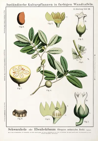 Diospyros melanoxylon ; ebbenboom av Hermann Zippel