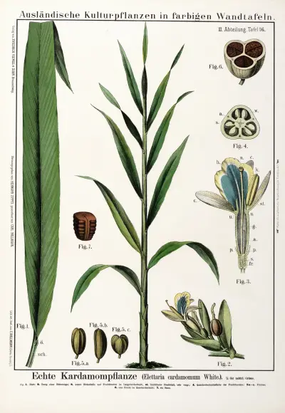 Elettaria cardamomum (kardemumma) av Hermann Zippel