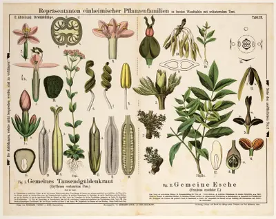 Erythraea centaurium, Fraxinus excelsior ; fraai duizendguldenkruid, gewone es av Hermann Zippel