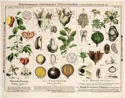 Euonymus europaea, Frangula alnus Mill., Ruta graveolens, Dictamnus albus av Hermann Zippel
