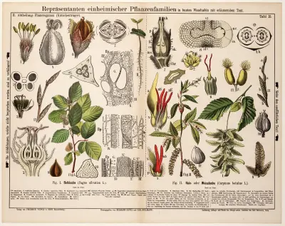 Fagus sylvatica, Carpinus betulus ; gewone beuk, haagbeuk av Hermann Zippel