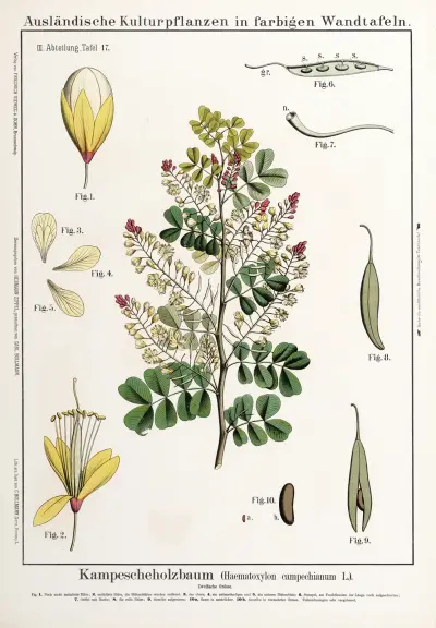 Haematoxylon campechianum (campecheträd) av Hermann Zippel