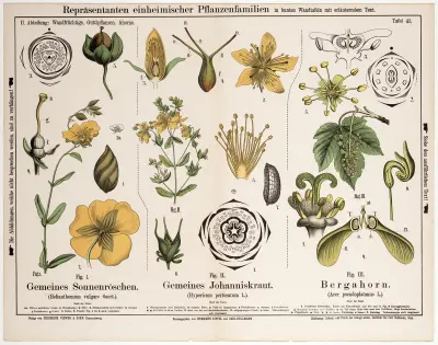 Helianthemum vulgare, Hypericum perforatum, Acer pseudoplatanus av Hermann Zippel