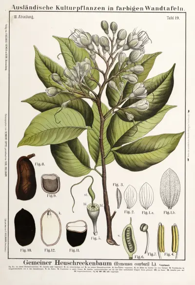 Hymenaea courbaril (stinkande teenboom) av Hermann Zippel