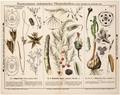 Juncus glaucus, Asparagus officinalis, Lilium canditum ; zeegroene rus, asperge, Turkse lelie av Hermann Zippel