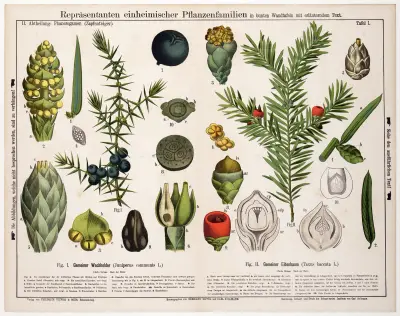 Juniperus communis, Taxus baccata ; jeneverbes, venijnboom av Hermann Zippel