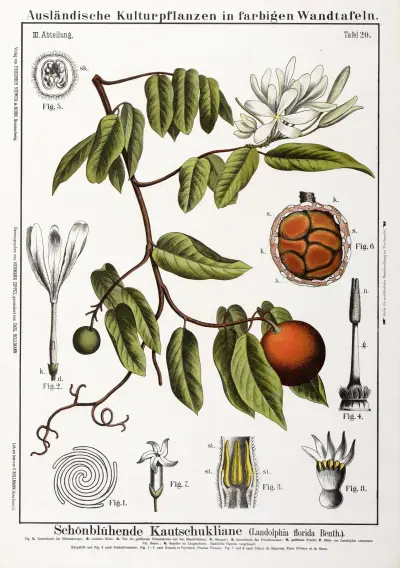 Landolphia florida ; rubberliaan av Hermann Zippel