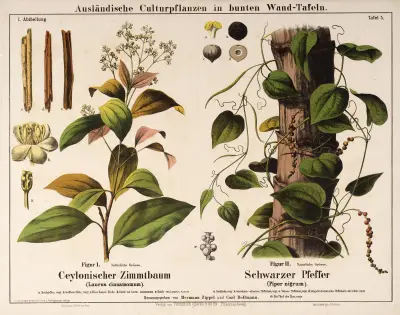 Laurus cinnamomum, Piper nigrum ; kaneelboom, zwarte peper av Hermann Zippel
