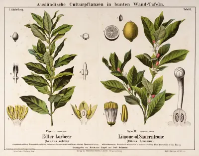 Laurus nobilis, Citrus limonum ; laurierboom, citroen av Hermann Zippel