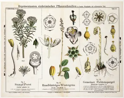 Ledum palustre, Pyrola rotundifolia, Monotropa hypopitys ; moerasrozemarijn, round winter green, fabric av Hermann Zippel