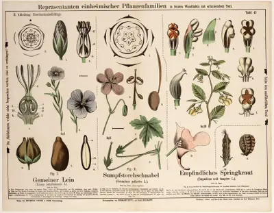 Linum usitatissimum, Geranium palustre, Impatiens noli tangère av Hermann Zippel