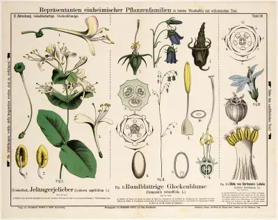 Lonicera caprifolium, Campanula rotundifolia, Lobelia Dortmanna av Hermann Zippel