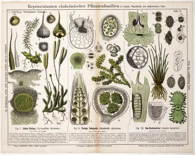 Lycopodium clavatum, Selaginella spinulosa, Isoëtes lacustris av Hermann Zippel