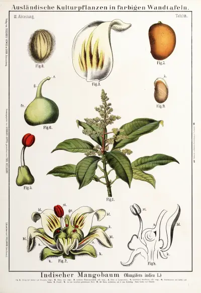 Mangifera indica; mango av Hermann Zippel