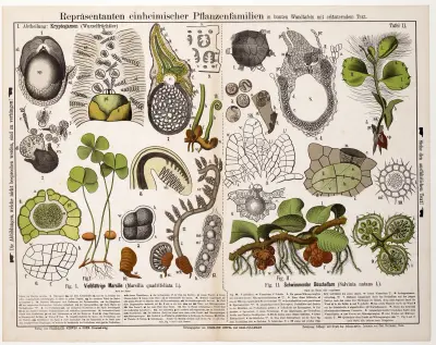 Marsilia quadrifoliata, Salvinia natans; vattenklöver och simbräken av Hermann Zippel