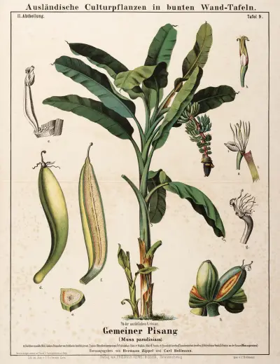 Musa paradisiaca ; dvärgbanan av Hermann Zippel
