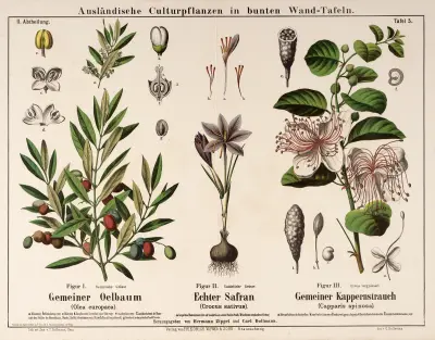 Olea europaea, Crocus sativus, Capparis spinosa; olivträd, saffran, kapersbuske av Hermann Zippel