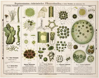 Oscillaria tenuis, Nostoc commune, Pediastrum granulatum, Hydrodiction utriculatum, Gonium pectorale, Volvox globator av Hermann Zippel