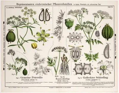 Petroselinum sativum, Cicuta virosa, Conium maculatum av Hermann Zippel
