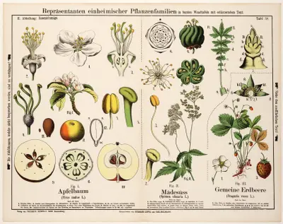 Pirus malus, Spiraea ulmaria, Fragaria vesca ; appelboom, moerasspirea, aardbei av Hermann Zippel