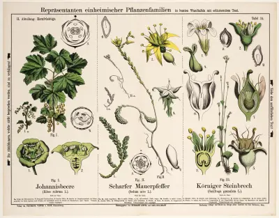 Ribes rubrum, Sedum acre, Saxifraga granulata; röda vinbär, gul fetknopp, knölbräcka av Hermann Zippel
