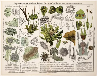 Riccia glauca. Anthoceros laevis. Marchantia polymorpha. Jungermannia bicuspidata av Hermann Zippel