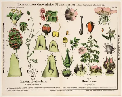 Sanguisorba minor (s. Poterium sanguisorba), Rosa canina ; kleine pimpernel, hondsroos av Hermann Zippel
