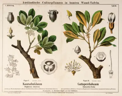 Siphonia elastica, Isonandra gutta ; gummiträd, guttaperkaträd av Hermann Zippel