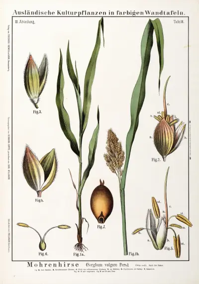 Sorghum (Sorghum vulgare) av Hermann Zippel