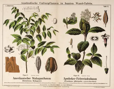 Swietenia mahagoni, Cinchona officinalis purpurea ; mahonieboom, lepelblad av Hermann Zippel