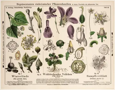 Tilia parvifolia, Viola odorata, Parnassia palustris ; winterlinde, maarts viooltje, parnassia av Hermann Zippel