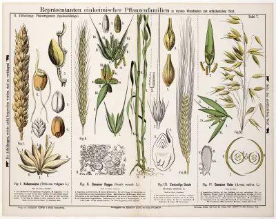 Triticum vulgare, Secale cereale, Hordeum distichum, Avena sativa ; tarwe, rogge, gerst, haver av Hermann Zippel