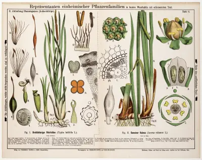 Typha latifolia, Acorus calamus ; grote lisdodde, kalmoes av Hermann Zippel