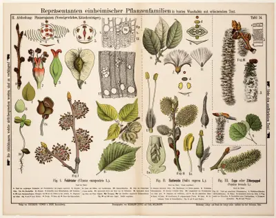 Ulmus campestris, Salix caprea, Populus tremula; vanlig alm, sälg, asp av Hermann Zippel