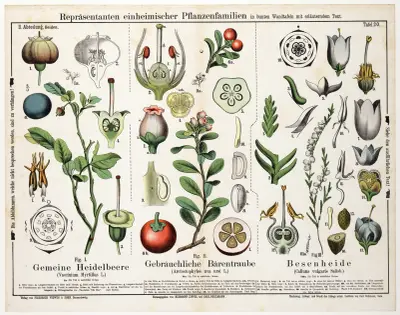 Vaccinium Myrtillus, Arctostaphylos uva-ursi, Calluna vulgaris av Hermann Zippel
