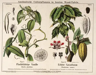 Vanilla planifolia, Theobroma cacao ; vanilleplant, cacaoboom av Hermann Zippel