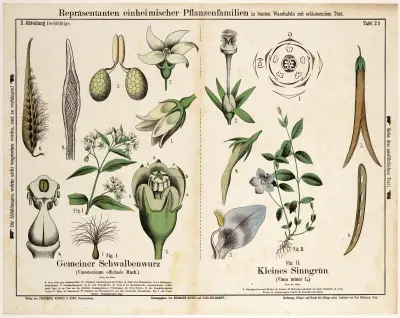 Vincetoxicum officinale, Vinca minor L.; engbloem, kleine maagdenpalm av Hermann Zippel
