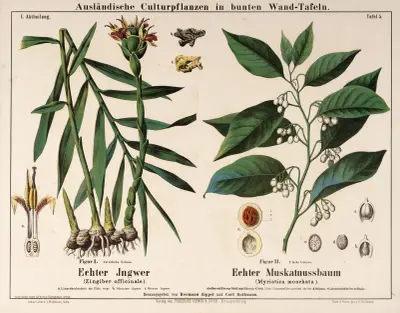 Zingiber officinale, Myristica moschata ; ingefära, muskotnöt av Hermann Zippel